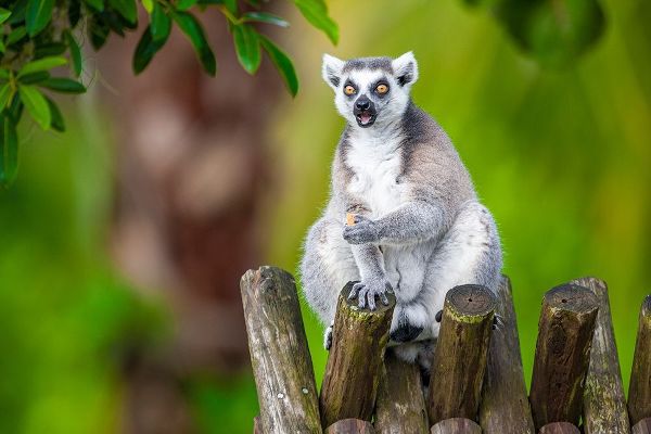 A ring-tailed lemur squats atop a hut-eating